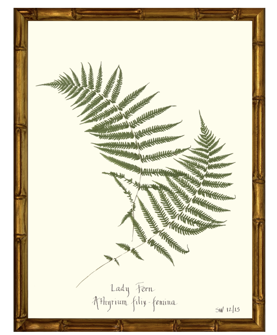 Lady Fern with a Gold Bamboo Frame