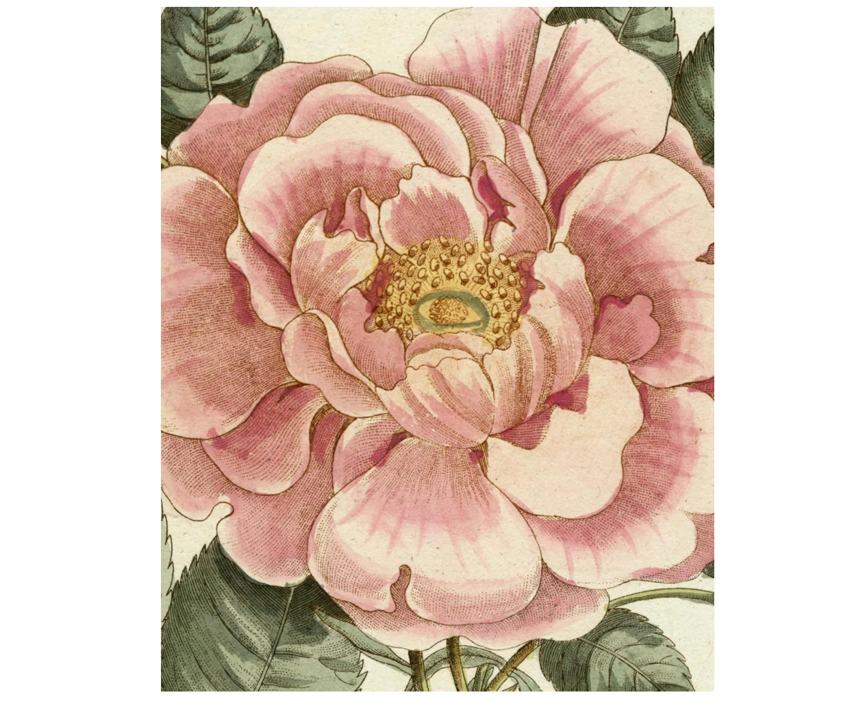 John Derian Picture Book II – Hiles Two