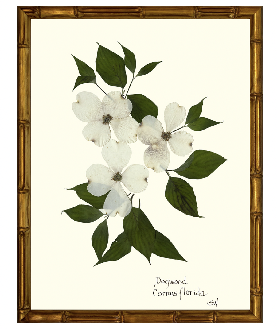 Dogwood Blooms with a Gold Bamboo Frame
