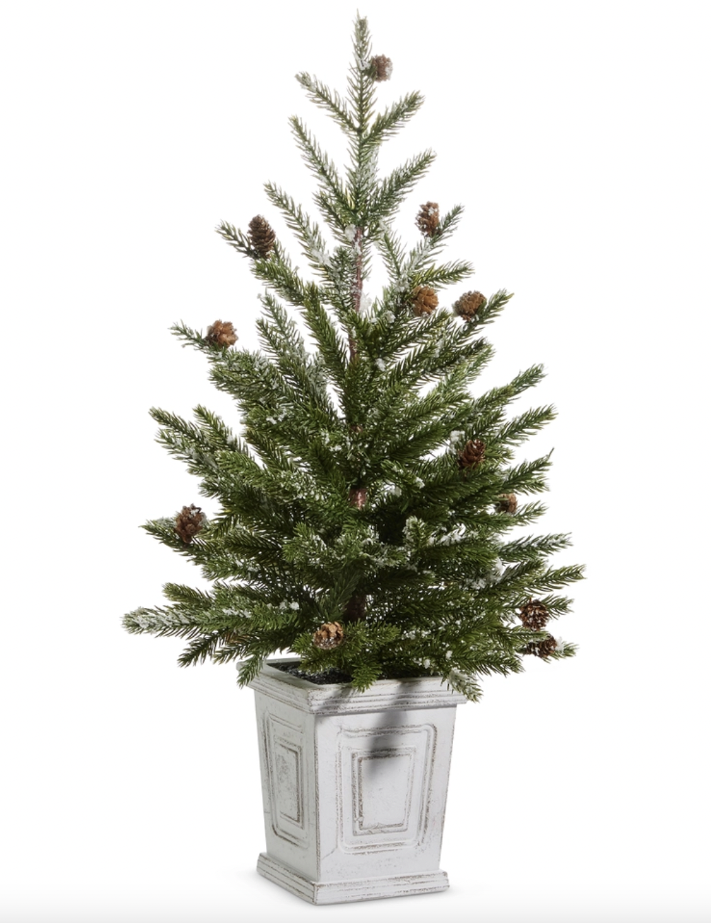 Pine Tree in White Container