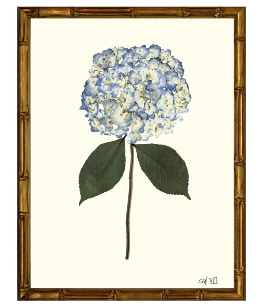 Hydrangea VII with Gold Bamboo Frame
