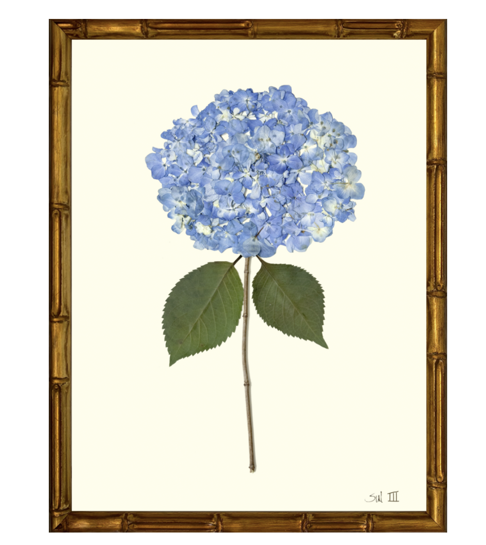 Hydrangea III on Cream with Gold Bamboo Frame