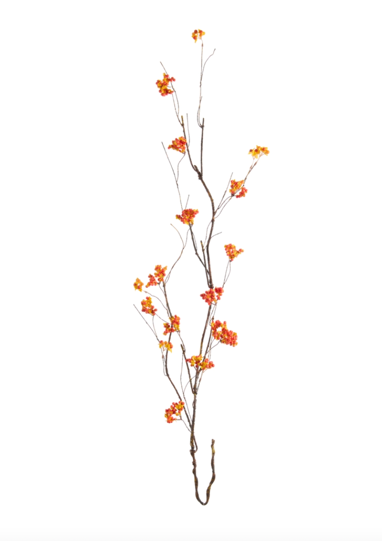 Bittersweet Vining Branch