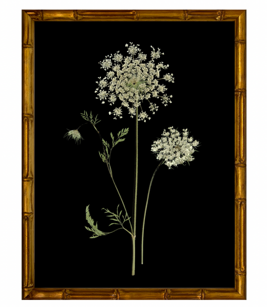 Queen Anne's Lace on Black with Gold Bamboo Frame
