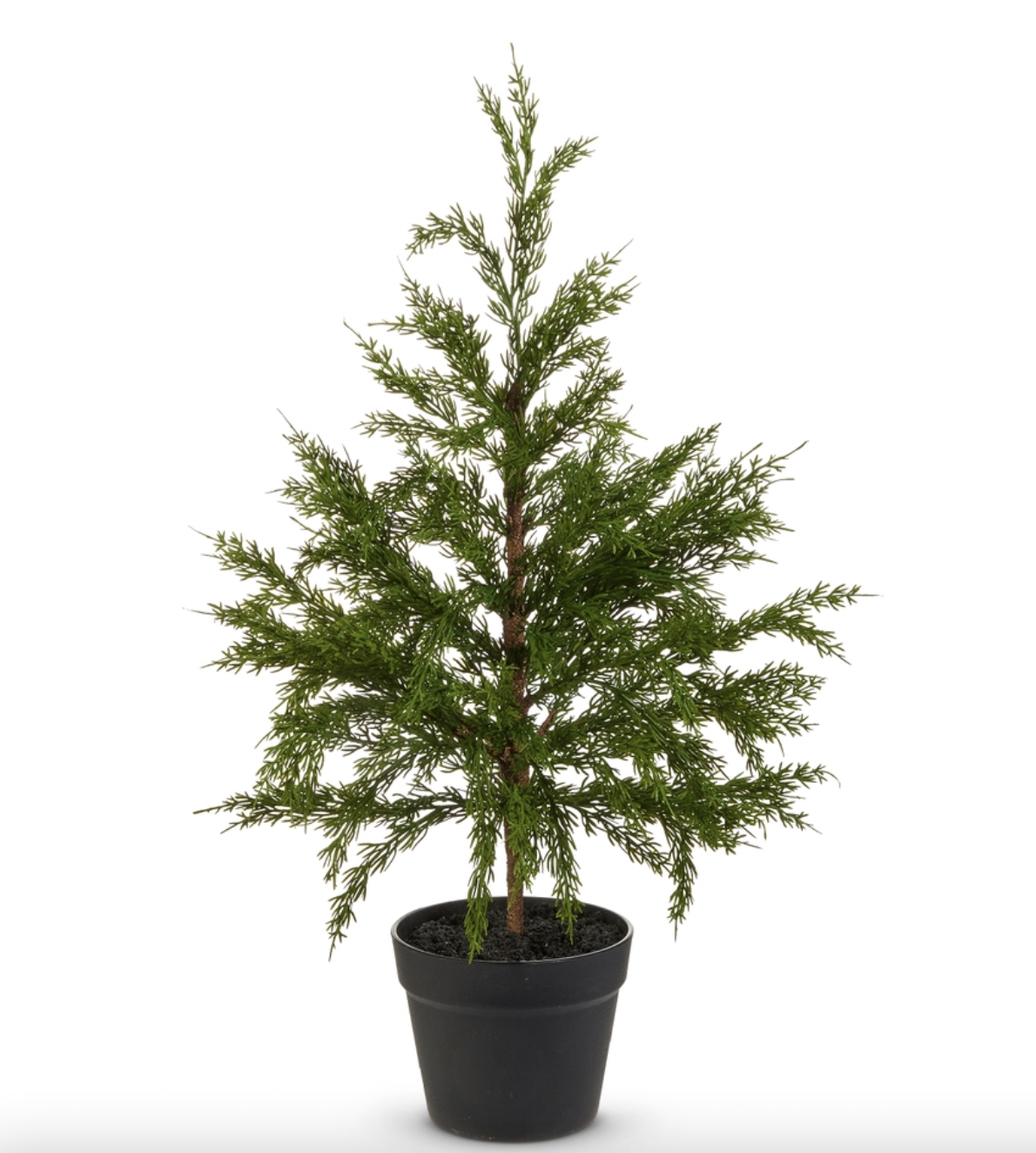 Potted Cedar Tree