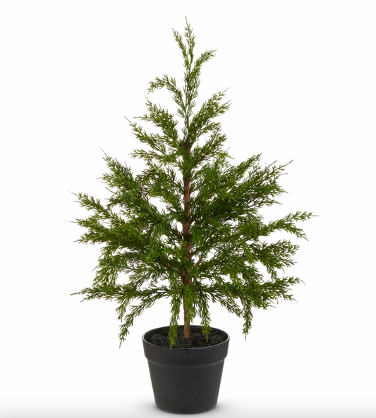 Potted Cedar Tree