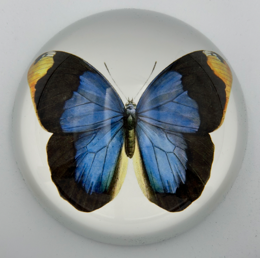 Blue Butterfly Decorative Weight