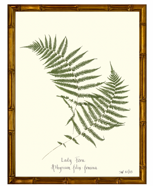 Lady Fern with a Gold Bamboo Frame