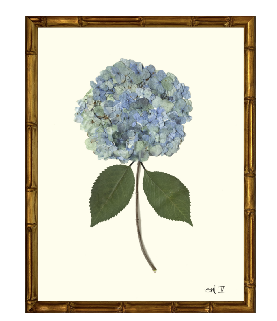 Hydrangea IV on Cream with Gold Bamboo Frame