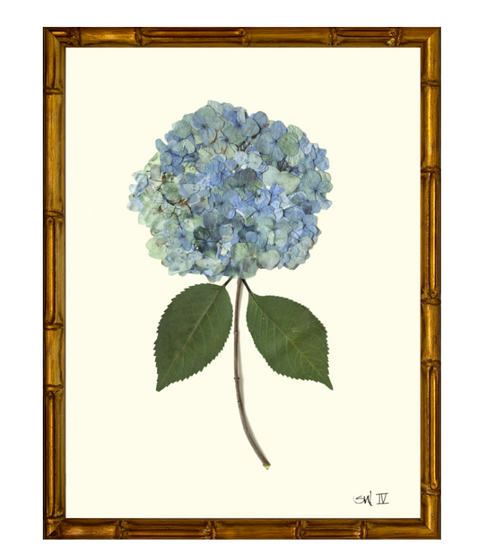 Hydrangea IV on Cream with Gold Bamboo Frame