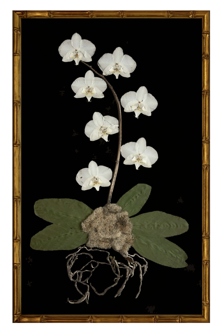 White Orchid on Black with Gold Bamboo Frame