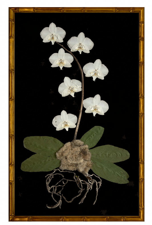 White Orchid on Black with Gold Bamboo Frame