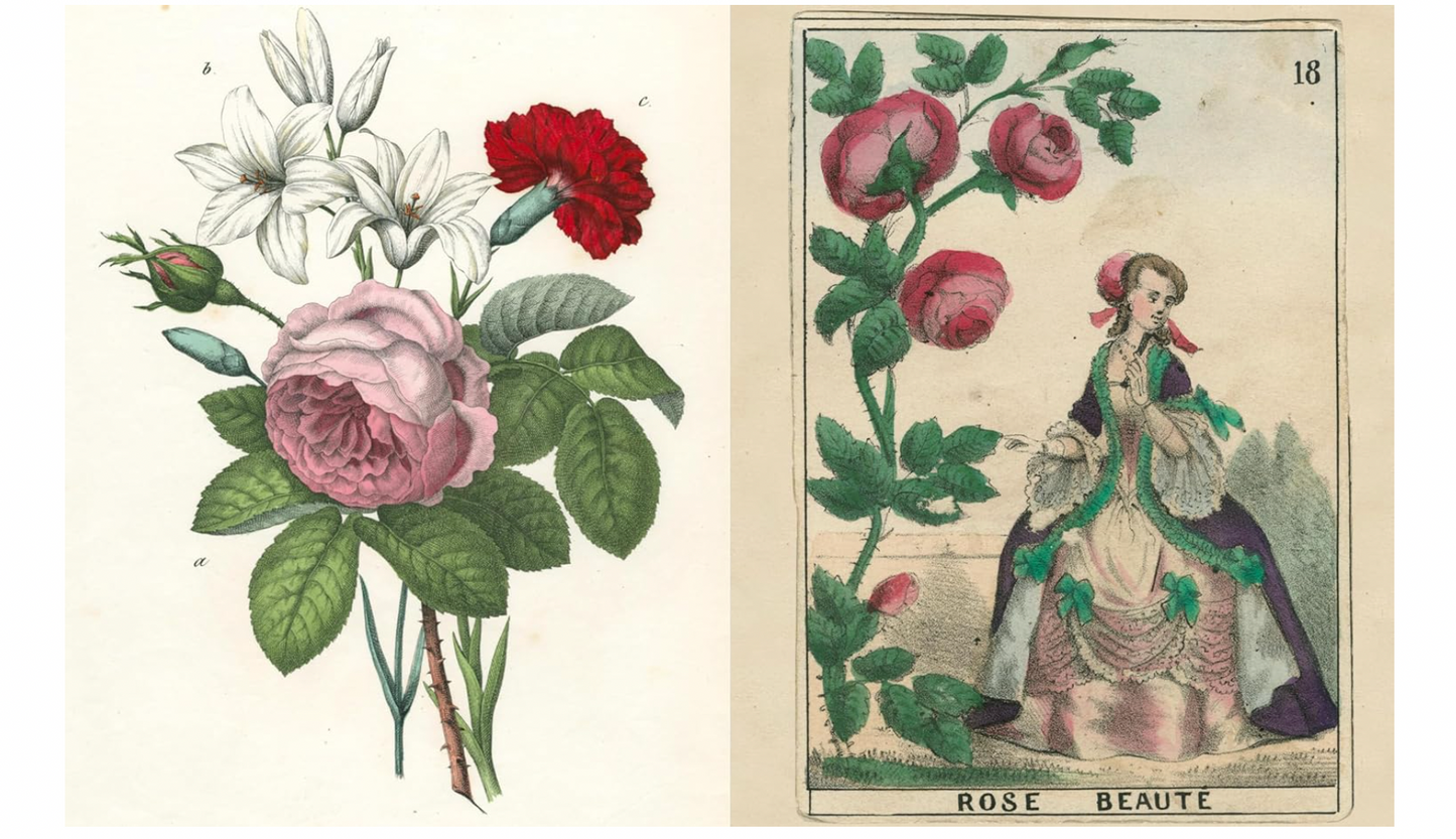 John Derian Picture Book II