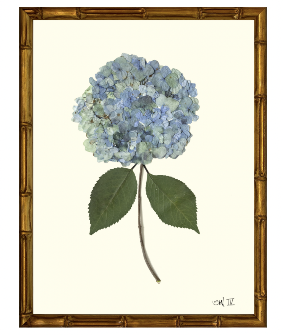 Hydrangea IV with Gold Bamboo Frame