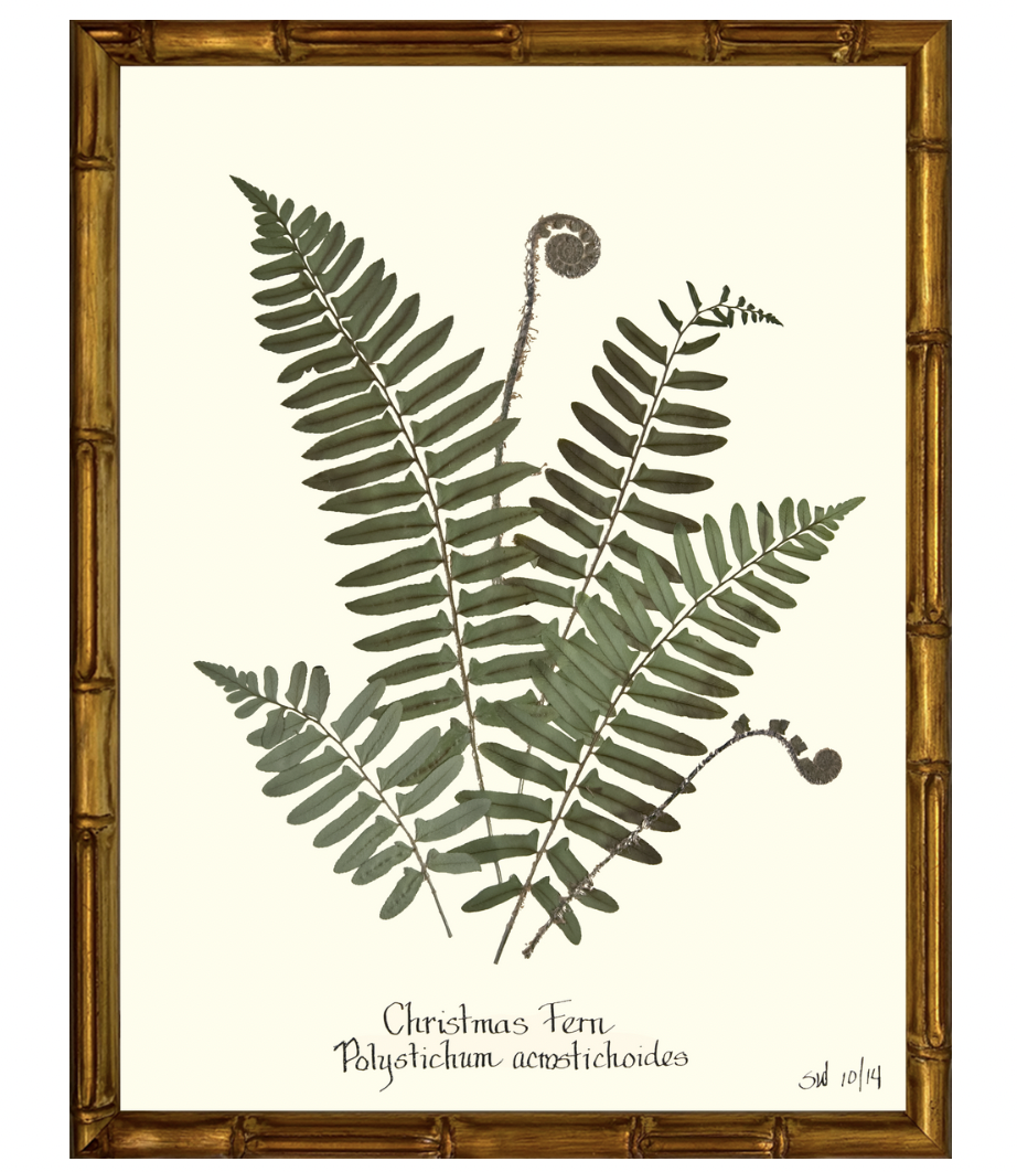 Christmas Fern with Gold Bamboo Frame