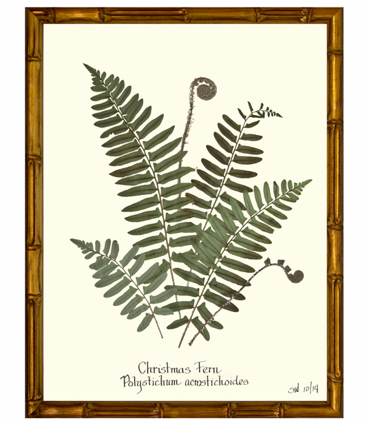 Christmas Fern with Gold Bamboo Frame