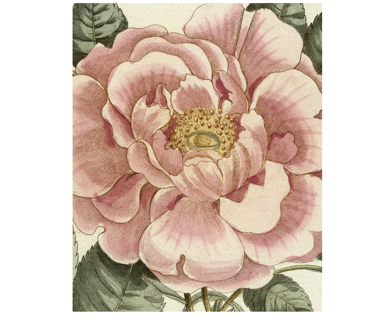 John Derian Picture Book II