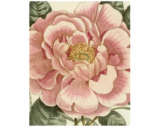 John Derian Picture Book II