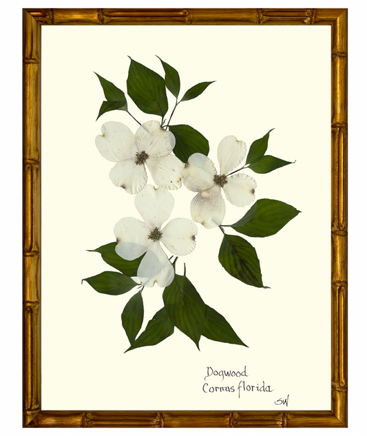 Dogwood Blooms with a Gold Bamboo Frame