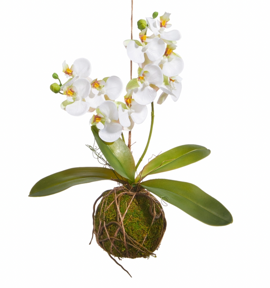 Real Touch White Orchid with Moss Ball