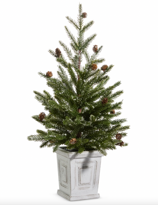 Pine Tree in White Container