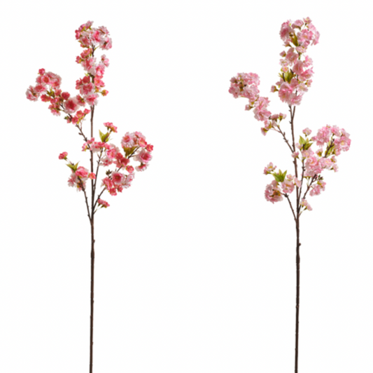 Cherry Blossom Branch