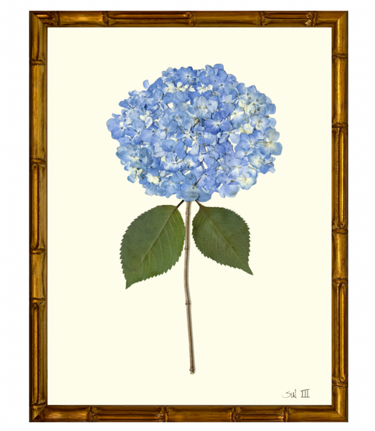 Hydreangea III with Gold Bamboo Frame