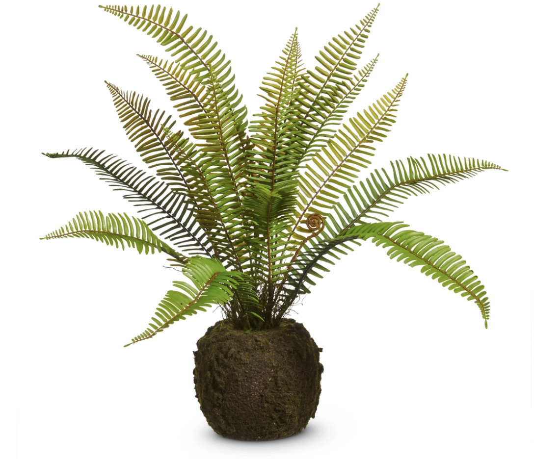 Fern Moss Drop In