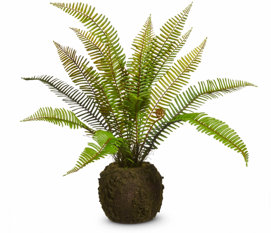 Fern Moss Drop In