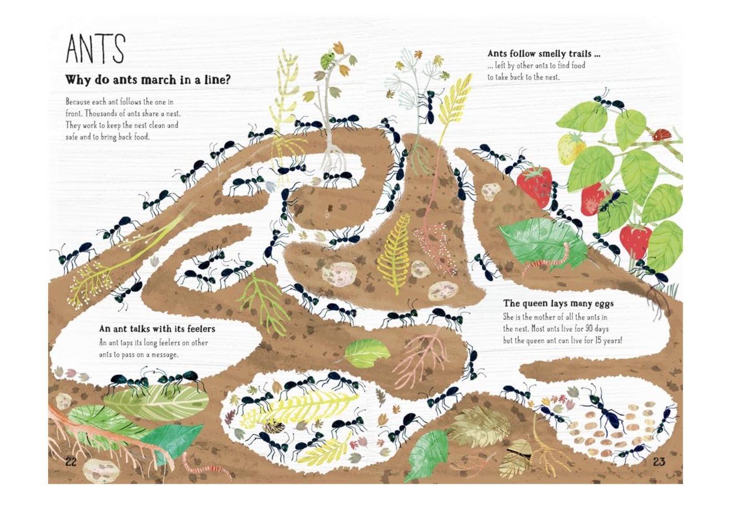 The Big Book of Bugs: 10th Anniversary Edition