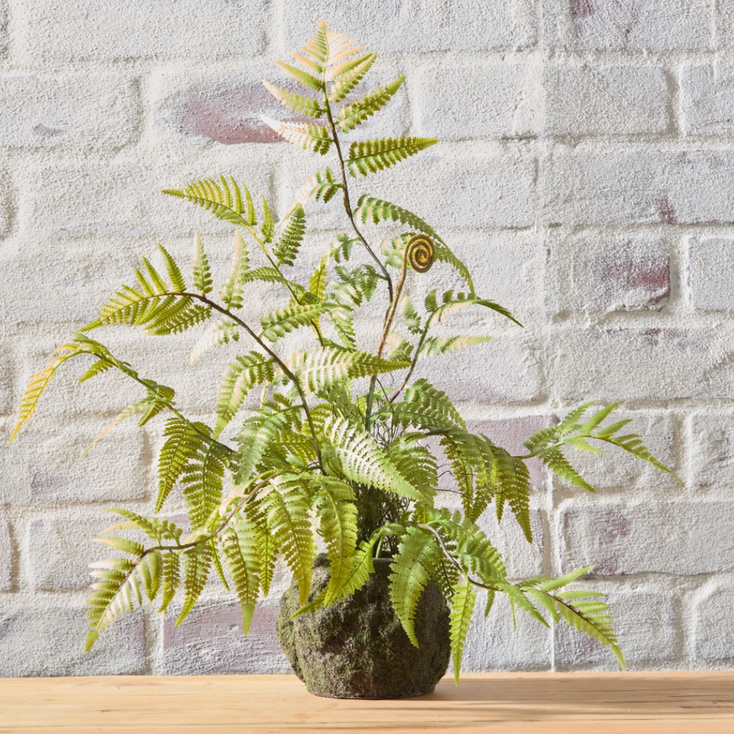 Fern Moss Drop In