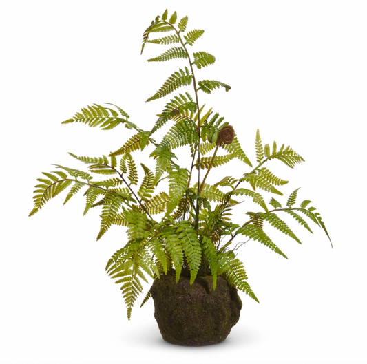 Fern Moss Drop In
