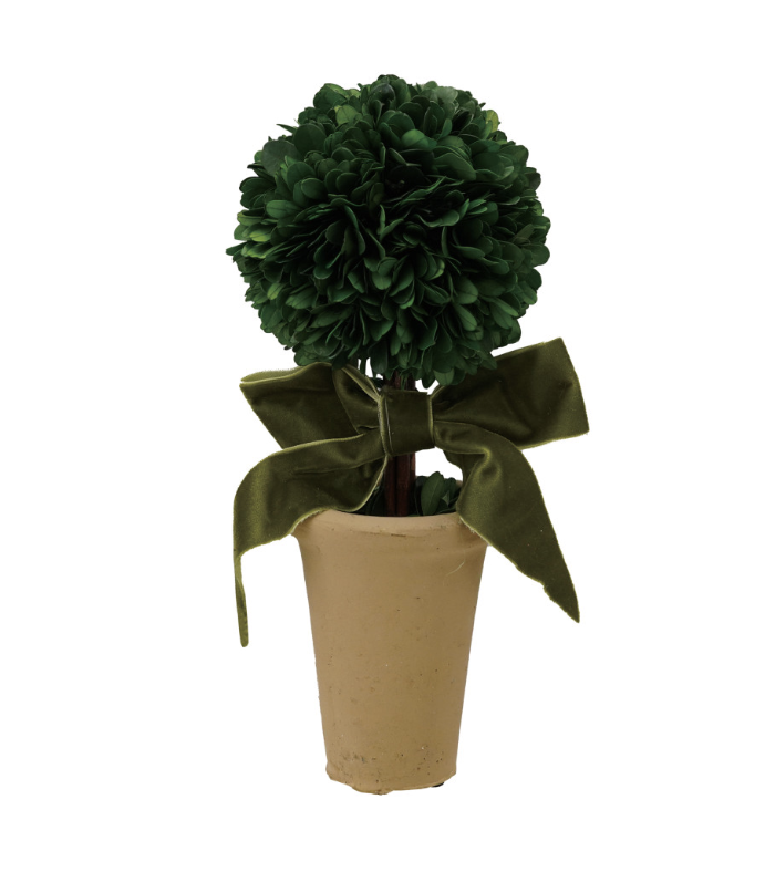 Preserved Boxwood Topiary in Terracotta Pot with Green Velvet Ribbon