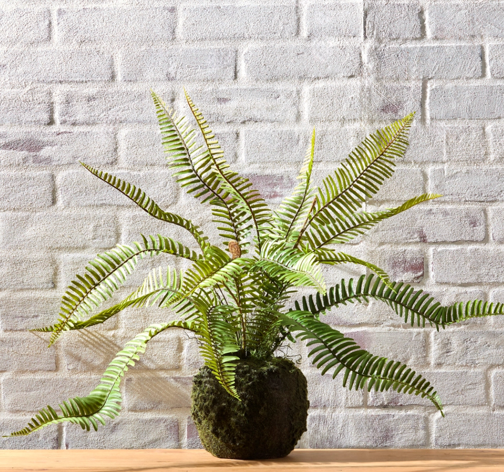 Fern Moss Drop In