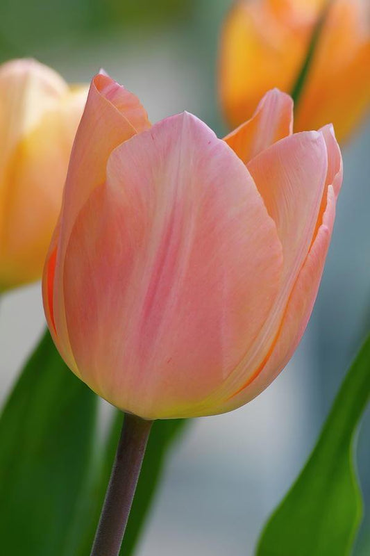 Tulips Real Touch