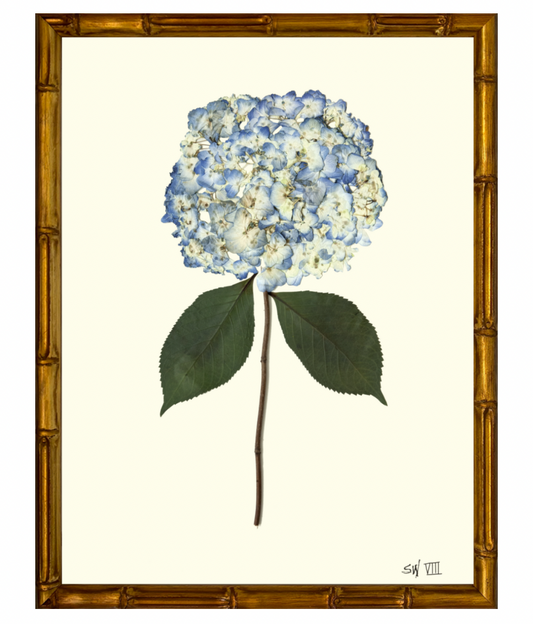 Hydrangea VII with Gold Bamboo Frame