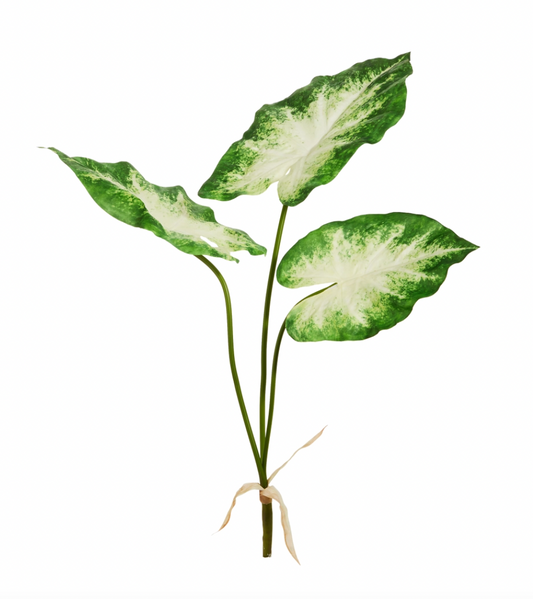 Green White Calladium Pick/Bush