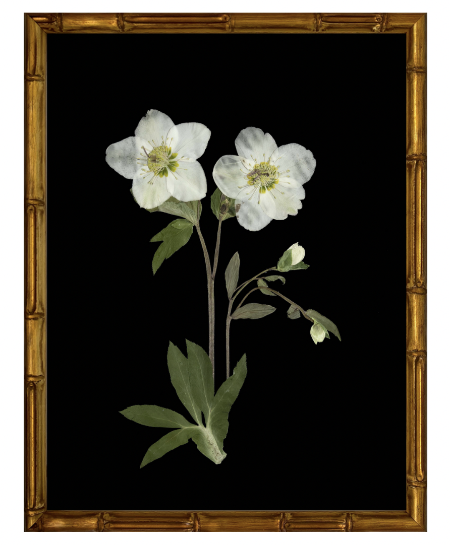 Lenton Rose on Black with Gold Bamboo Frame