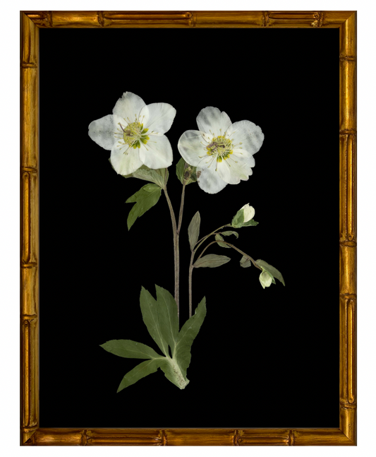Lenton Rose on Black with Gold Bamboo Frame