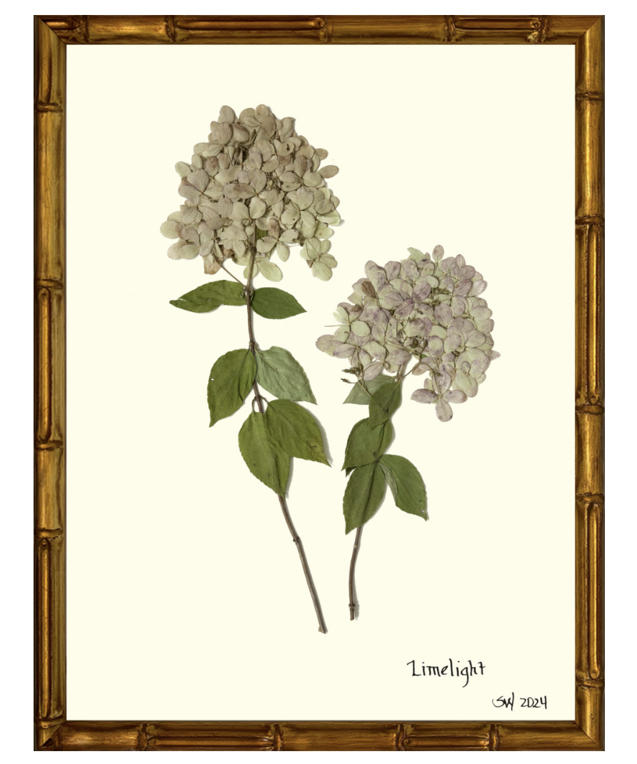 Limelight Hydrangea with Gold Bamboo Frame