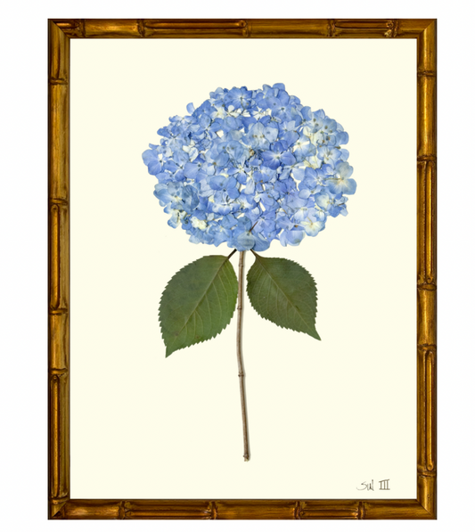 Hydrangea III on Cream with Gold Bamboo Frame