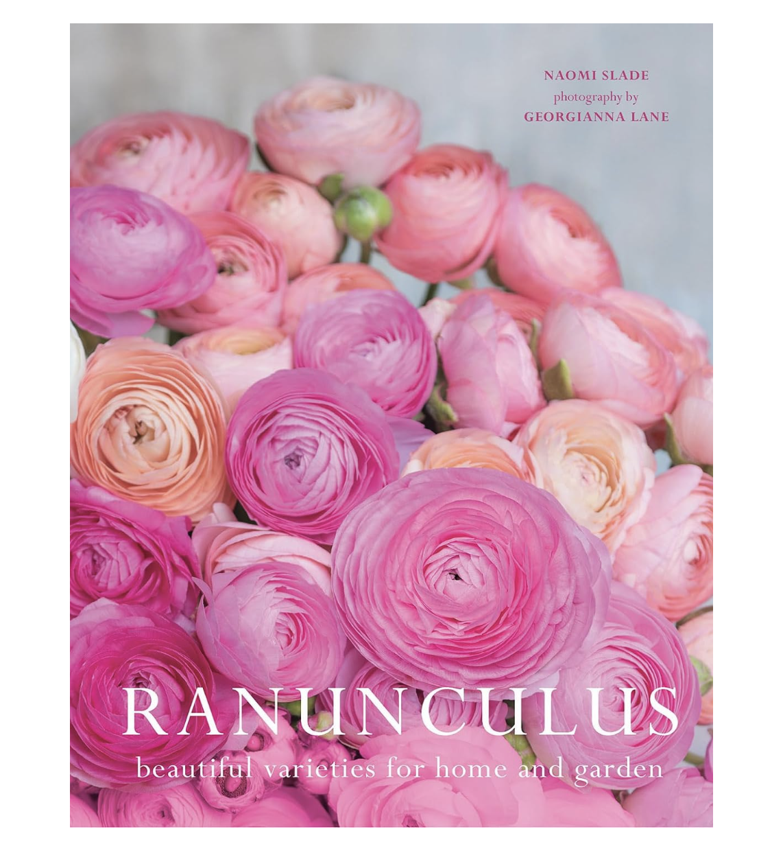 Ranunculus: Beautiful Varieties for Home and Garden