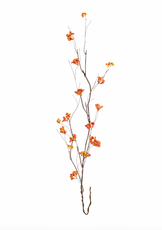 Bittersweet Vining Branch
