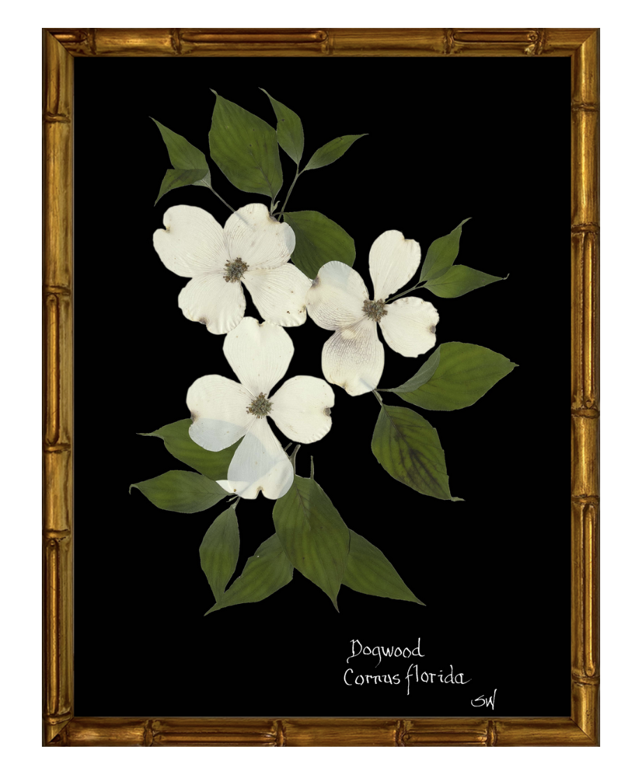 Dogwood on Black with Gold Bamboo Frame