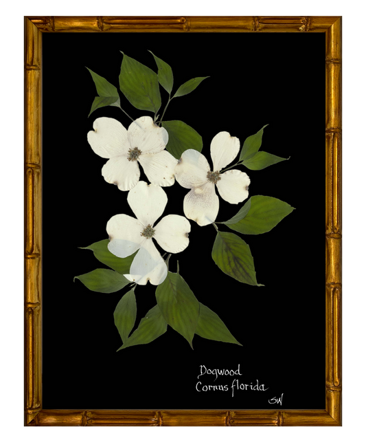 Dogwood on Black with Gold Bamboo Frame