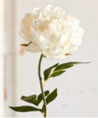White Peony Stem