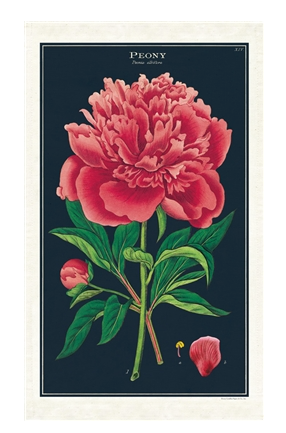 Pink Peony Tea Towel