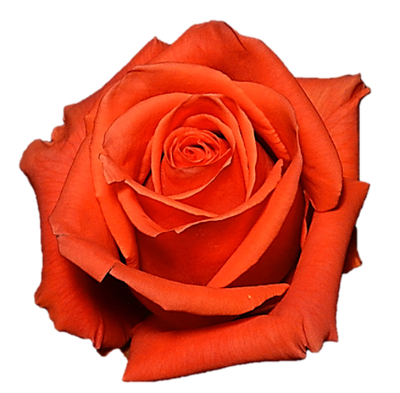 Cayenne Orange Roses