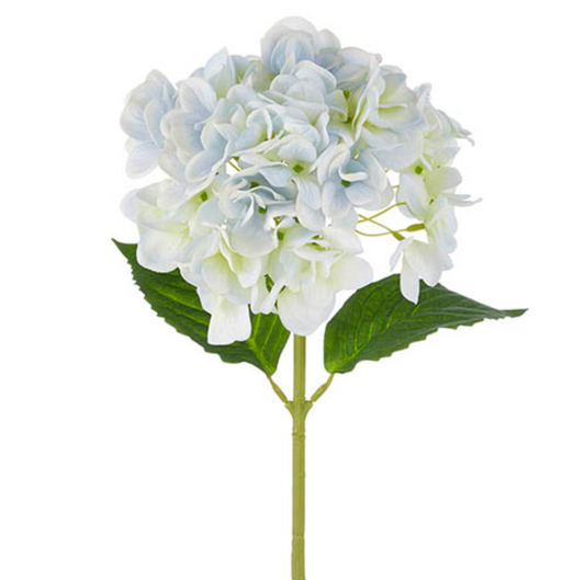 Pale Blue Hydrangea Stem