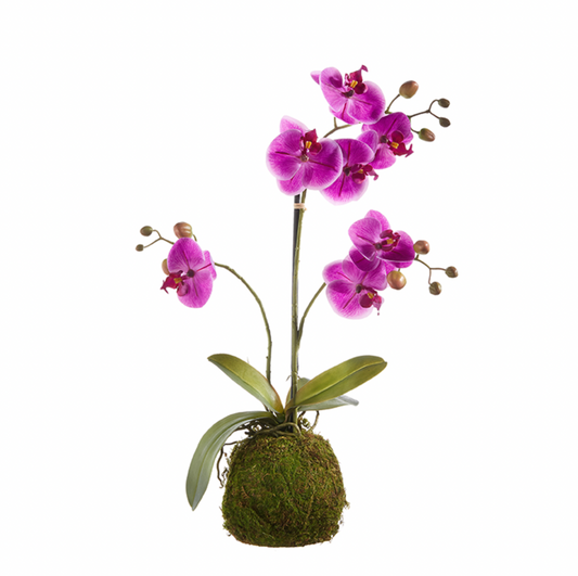 Purple Orchid